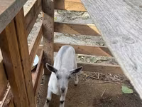 عنزة, Fergana goat — الصورة 6