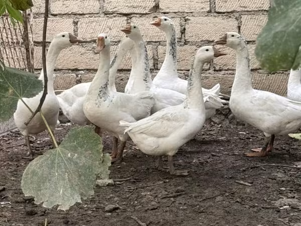 Geese