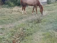 Yegua, Caballos — foto 1