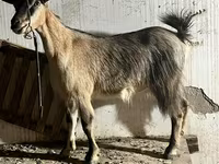 Էգ այծ, Alpine goat — լուսանկար 1