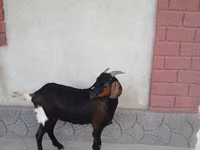Ziege, Nubian Goat — Foto 4