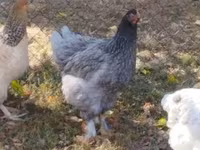 Brahma — photo 6