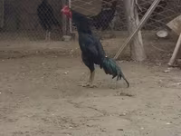 Chickens — Foto 4