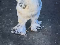 Brahma — Foto 1