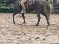 Ат, Таштуу тоолордун аты. — сүрөт 8