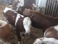 公牛, Limousin cow — 照片 4