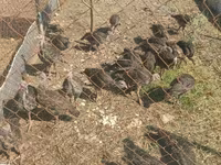 Turkeys — Foto 2