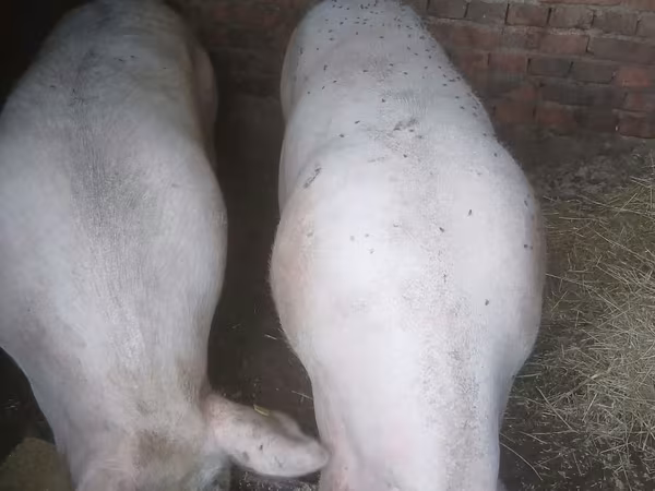 मादा सूअर, सूअर