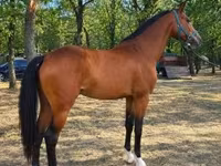 Айғыр, Westphalian — 4-сурет