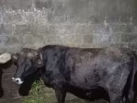 Ցուլ, Աբերդին-անգուսյան — լուսանկար 3