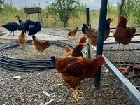 Chickens — Foto 4