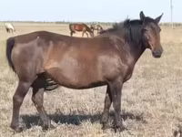 Stute, Mugalzhar horse — Foto 8