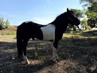घोड़े (लॉट, लिंग निर्दिष्ट नहीं), American shetland pony — फ़ोटो 3