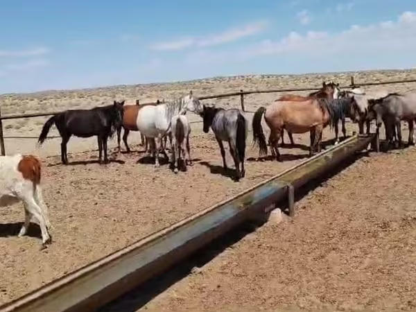 Égua, Cavalos
