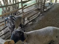 Ոչխարներ (խումբ, սեռը նշված չէ), Merino sheep — լուսանկար 2