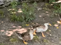 Ducks — լուսանկար 3