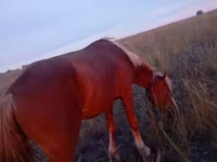 Caballo, Caballos — foto 3
