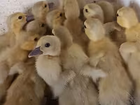 Ducks — Foto 3