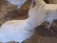 Leghorn — photo 5