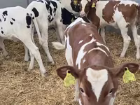 بقرة, Russian Black pied cattle — الصورة 1