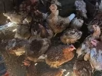 Chickens — 照片 1