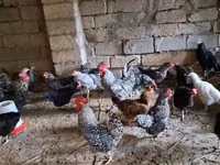 Chickens — الصورة 7