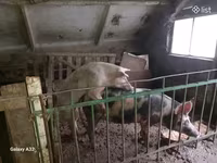 Էգ խոզ, Խոզեր — լուսանկար 2