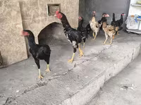 Chickens — Foto 5
