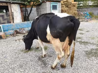 Cow, Holstein breed — photo 2
