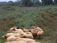 Sheep (batch, sex not specified), Sheep — photo 4