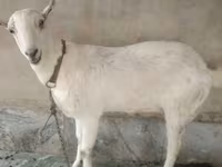 Теке, Barbari goats — 1-сурет