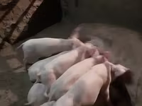 Արու խոզ, Խոզեր — լուսանկար 2