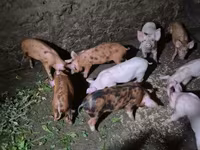 मादा सूअर, Дюрок — फ़ोटो 4