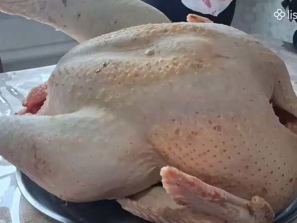 Հնդկահավ բրոյլեր