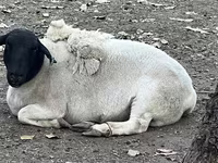 Кой, Дорпер кой — сүрөт 2