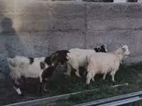 Ешкі, Nubian Goat — 2-сурет