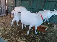 Cabra, Pomellata goat — foto 4