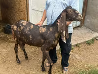 Ешкі, Kamori goats — 1-сурет