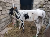 بقرة, Russian Black pied cattle — الصورة 1