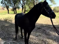 घोड़े (लॉट, लिंग निर्दिष्ट नहीं), American shetland pony — फ़ोटो 6