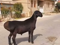 Кочкор, Койлор — сүрөт 1