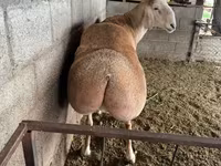 Խոյ, Afghan Arabi sheep — լուսանկար 3