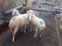Ram, Sheep — photo 5