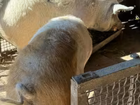 Säue, Schweine — Foto 3