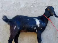 Ешкі, Beetal goats — 4-сурет