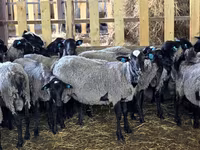 भेड़, Romanov sheep — फ़ोटो 3