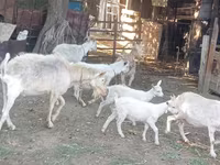 Էգ այծ, Dutch Landrace goats — լուսանկար 1