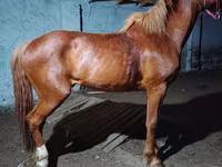 Hengst, Budyonny horse — Foto 2