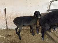 Ոչխար, Blackheaded Persian sheep — լուսանկար 3