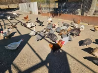 Chickens — 5-сурет